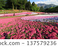 A field of moss phlox in full bloom 137579236