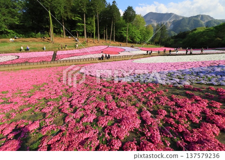 一片盛開的苔蘚福祿考花田。 137579236