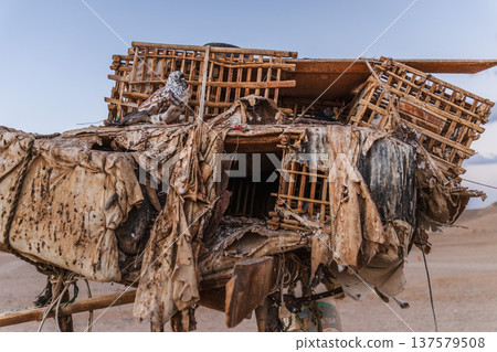 Pigeon sitting on wooden cages used for birds in Bedouin desert camp Egypt Pigeon sitting on wooden cages used for birds in Bedouin desert camp Egypt 137579508