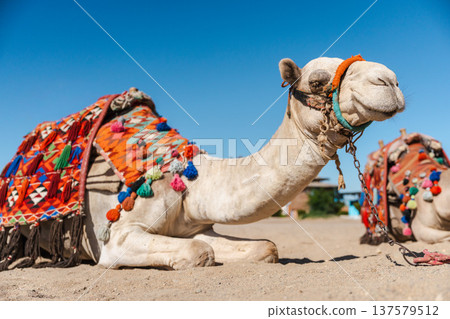 Decorated camel resting on sand in Egyptian desert ready for tourist ride 137579512
