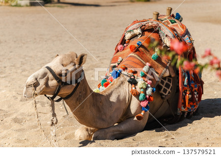 Decorated camel resting on desert sand with traditional colorful saddle ready for tourist ride in Egypt Decorated camel resting on desert sand with traditional colorful saddle ready for tourist ride in Egypt 137579521