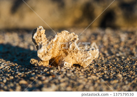 White coral fragment lying on sandy beach illuminated by warm sunset light White coral fragment lying on sandy beach illuminated by warm sunset light 137579530