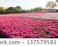 A field of moss phlox in full bloom 137579581
