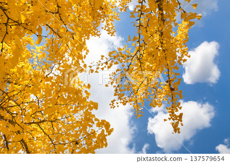 Bright yellow autumn ginkgo leaves in November 137579654