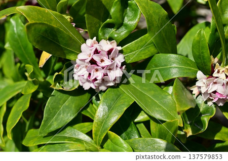 Daphne (Myrtaceae) evergreen broadleaf tree Daphne (Myrtaceae) evergreen broadleaf tree 137579853