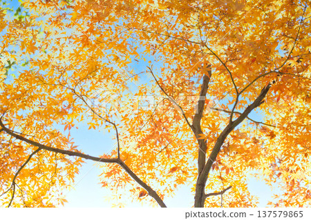 Beautiful autumn leaves of maple trees against the blue autumn sky 137579865