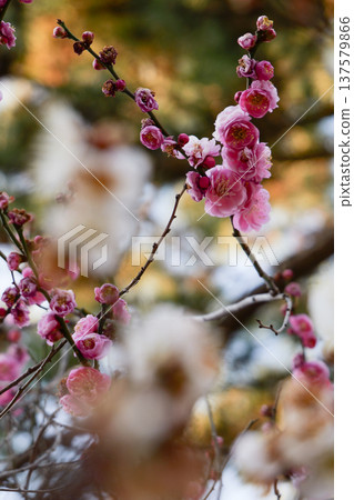 Kyoto Gyoen Plum Blossoms 137579866