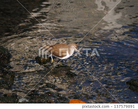 A curlew searching for food in the waterways of Hamarikyu A curlew searching for food in the waterways of Hamarikyu 137579891
