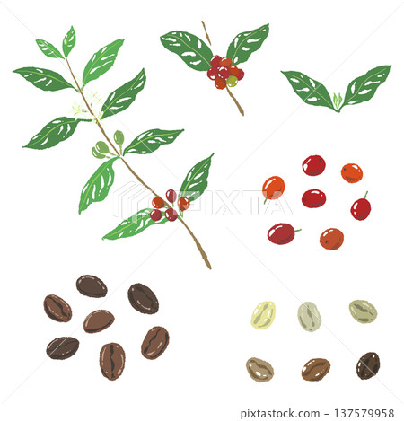 一組咖啡豆、樹枝和樹葉的插圖 137579958