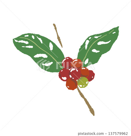 咖啡櫻桃和枝條的插圖 137579962