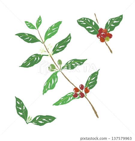 咖啡樹枝和果實的插圖 咖啡樹枝和果實的插圖 137579963