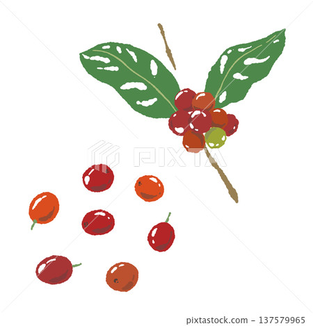 咖啡櫻桃和枝條的插圖(不同角度) 咖啡櫻桃和枝條的插圖(不同角度) 137579965