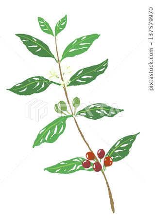 垂直咖啡樹枝插圖 137579970