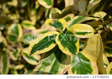 Elaeaceae (Elaeaceae) evergreen shrub leaves Elaeaceae (Elaeaceae) evergreen shrub leaves 137580091