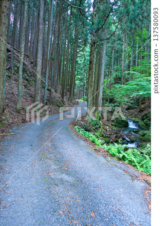 一條崎嶇的林間小路，通往深山之中。 137580093