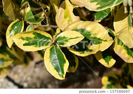 Elaeaceae (Elaeaceae) evergreen shrub leaves 137580097