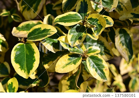胡頹子科（Elaeaceae）常綠灌木葉 137580101