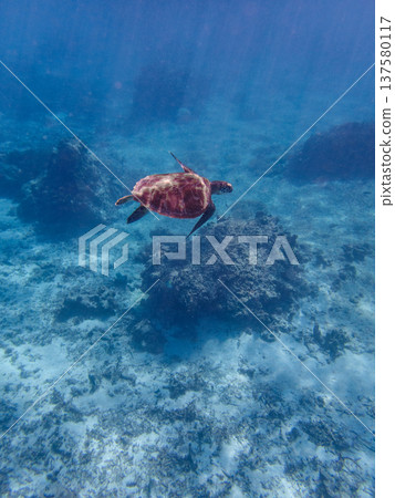 在清澈的熱帶海洋中，海龜和珊瑚礁在水下自由游弋，構成了一幅美麗的畫卷。 137580117