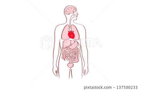 Human heart sketch 137580233