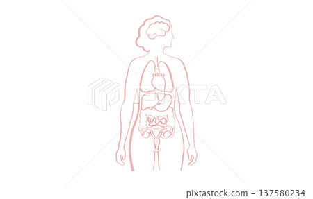 Human Organs Sketch 137580234