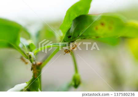 Ant Feeding On Aphids Under Green Plant Leaf 137580236
