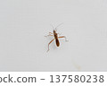 Brown Insect On White Wall Minimal Macro Nature Detail 137580238