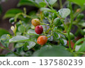 Colorful Wild Chili Peppers Ripening On Green Garden Plant 137580239