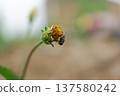 Fly On Wild Flower Bud Macro Nature Closeup 137580242