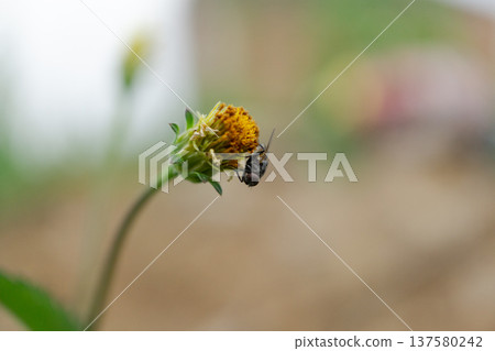 Fly On Wild Flower Bud Macro Nature Closeup Fly On Wild Flower Bud Macro Nature Closeup 137580242