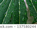 Fresh Rainwater Drops On Green Papaya Leaves 137580244