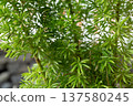 Fresh Rosemary Plant Leaves Natural Green Herbal Garden Closeup 137580245