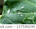 Fresh Water Droplets On Green Leaf Macro Nature 137580246