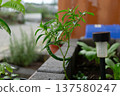 Green Chili Pepper Plant Growing Fresh In Home Garden 137580247