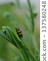 Ladybug Larva Crawling On Green Plant Leaf Macro 137580248