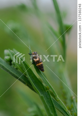 Ladybug Larva Crawling On Green Plant Leaf Macro 137580248