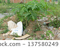 Papaya Tree Growing In Polluted Construction Site Environment 137580249