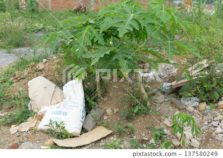 Papaya Tree Growing In Polluted Construction Site Environment 137580249