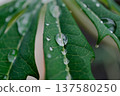 Rain Droplets On Tropical Papaya Leaf Closeup 137580250