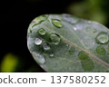 Water Droplets On Green Leaf Surface Macro Texture 137580252