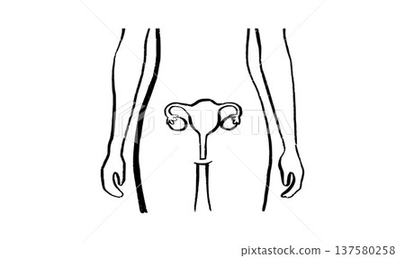 Uterus medical illustration 137580258