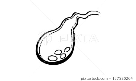 Human Gallbladder Sketch 137580264