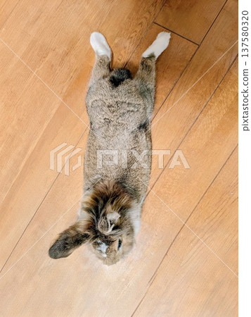 A heartwarming scene of a pet rabbit lying defenselessly and relaxing on a wooden floor. A heartwarming scene of a pet rabbit lying defenselessly and relaxing on a wooden floor. 137580320