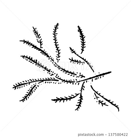 單色剪影:直立的藤蔓(草本植物,裝飾物) 單色剪影:直立的藤蔓(草本植物,裝飾物) 137580422