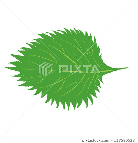 Illustration of shiso leaves 137580528