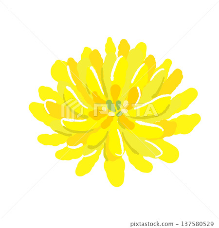 可食用菊花（刺身蒲公英/菊花）插圖 137580529