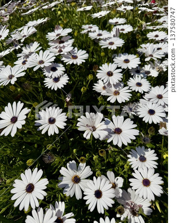 A close-up shot of an African daisy, Osteospermum, growing in a garden. The flowers bloom in spring. A close-up shot of an African daisy, Osteospermum, growing in a garden. The flowers bloom in spring. 137580747