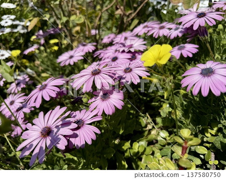A close-up shot of an African daisy, Osteospermum, growing in a garden. The flowers bloom in spring. 137580750