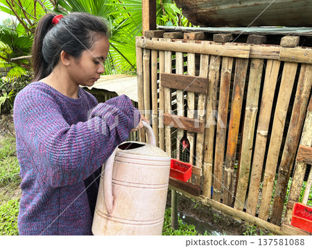 Young Filipino woman feeding chicken in traditional bamboo coop, Asian lady doing farm chores outdoors, authentic rural life and poultry care Young Filipino woman feeding chicken in traditional bamboo coop, Asian lady doing farm chores outdoors, authentic rural life and poultry care 137581088