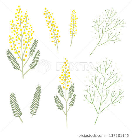 含羞草和滿天星手繪插圖套裝 137581145