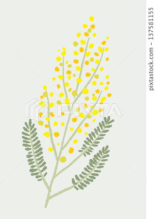 Hand-drawn illustration of a mimosa branch (with background color and single) Hand-drawn illustration of a mimosa branch (with background color and single) 137581155